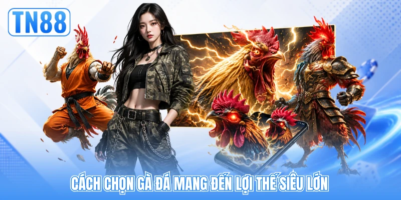 Cách chọn gà đá mang đến lợi thế siêu lớn